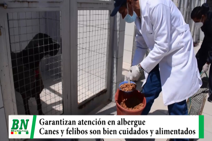 Lee más sobre el artículo Municipio garantiza atención veterinaria y alimenticia a canes y felinos en albergue