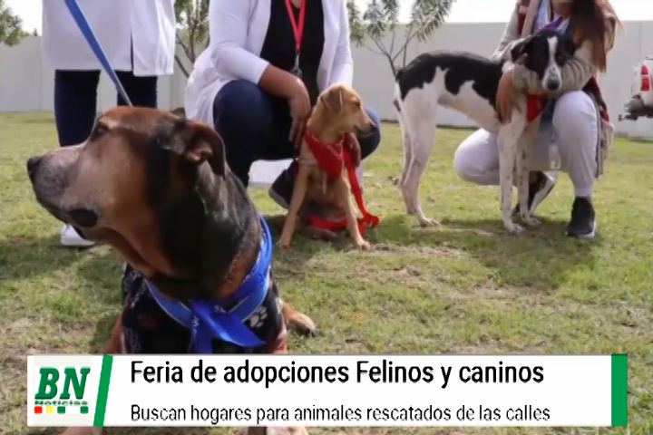 Lee más sobre el artículo Feria de adopción de mascotas busca encontrar hogar para animalitos rescatados