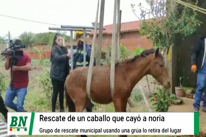 Lee más sobre el artículo DEM rescata a un caballo que se cayó a una noria usando grua y el animal sale ileso