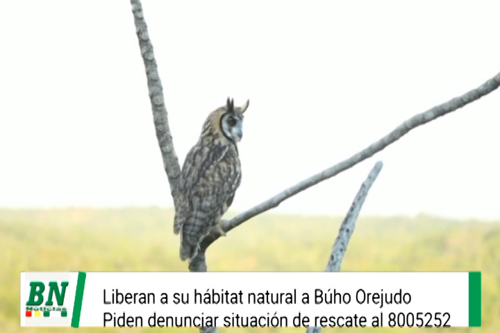 Lee más sobre el artículo Gobernación libera en su hábitat natural a un Búho Orejudo
