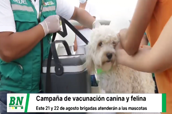 Lee más sobre el artículo Campaña de vacunación canina y felina este 21 y 22 de agosto contra la rabia, brigadas inmunizarán a las mascotas