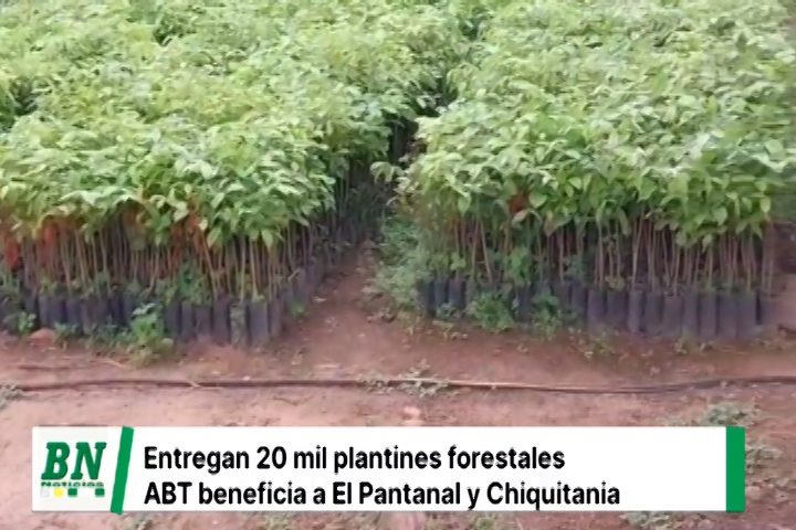 Lee más sobre el artículo 20 MIL PLANTINES FORESTALES ENTREGA ABT A 4 MUNICIPIOS DE LA CHIQUITANIA Y EL PANTANAL