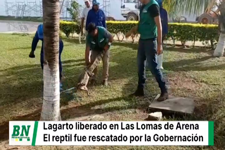 Lee más sobre el artículo Gobernación rescata y libera un lagarto en el parque Lomas de Arena