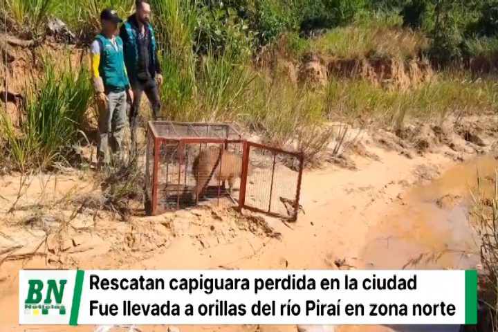 Lee más sobre el artículo Equipo de biodiversidad de la Gobernación rescata una capiguara que deambulaba cerca al Comando Policial